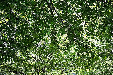 小米首款天玑8100手机曝光：LCD屏幕回归